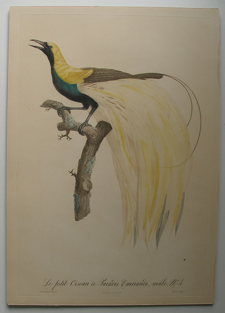 Details About Jacques Barraband Le Petit Oiseau De Paradis 1801 1806 Rare